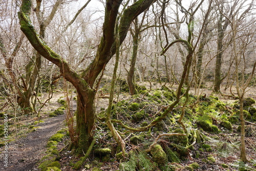 mossy rocks and vines in deep forest