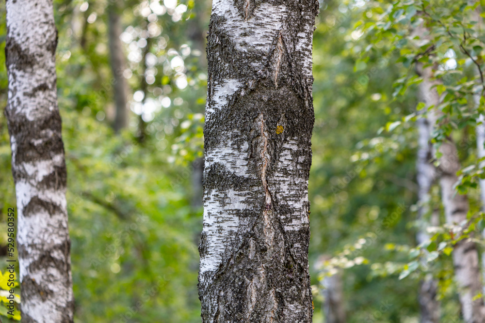 Birch trees in the park in summer.