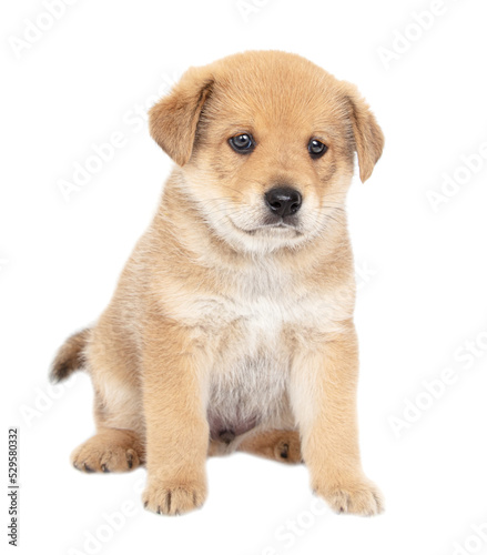 Dog puppy isolated on white background.