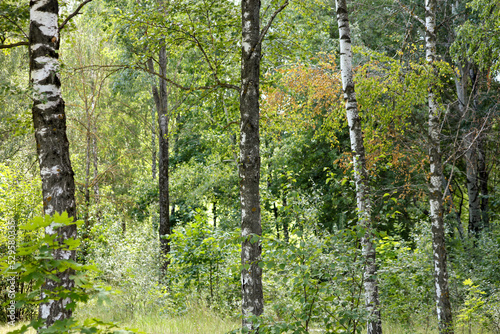 Fototapeta Naklejka Na Ścianę i Meble -  Birch trees in the park in summer.