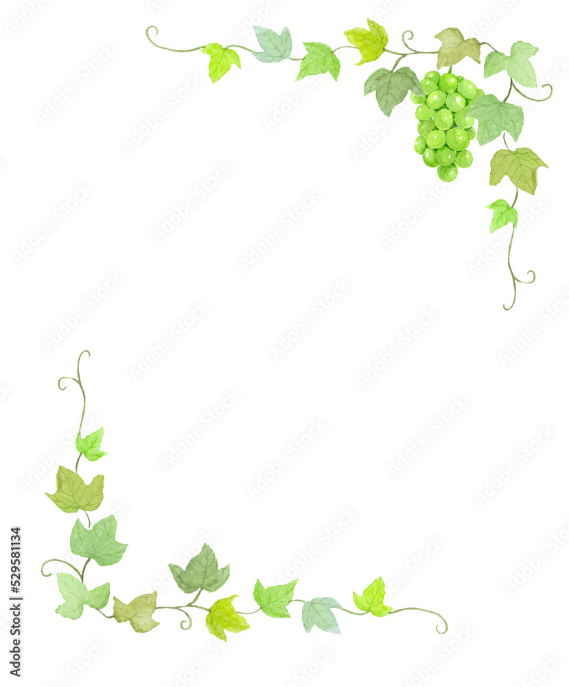 Watercolor illustration of muscat and leaves frame with transparent background Watercolor illustration of muscat and leaves frame with transparent background