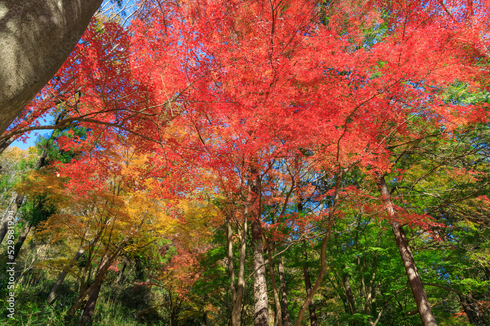 紅葉した埼玉県嵐山渓谷の樹木