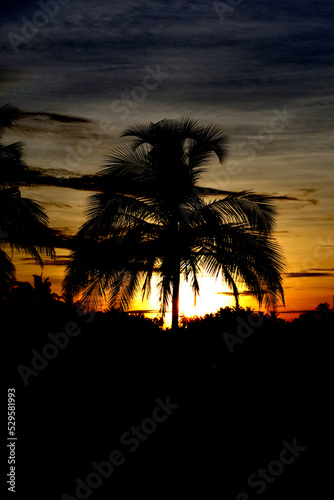 tropical Sunrise
