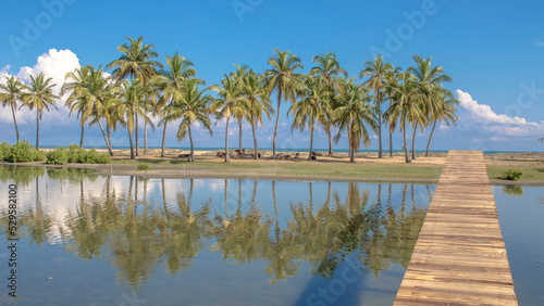 Coconut relections