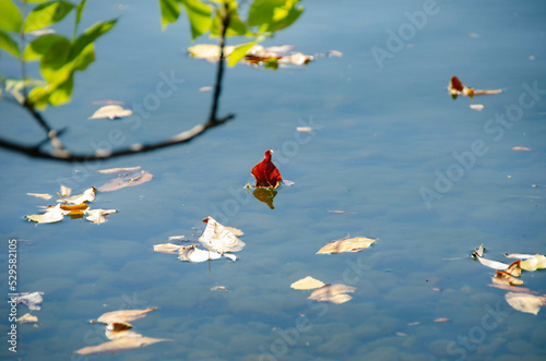 autumn leaves on the water