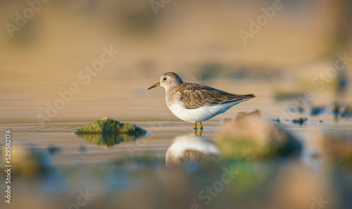 Temminck`s Stint  (Calidris temminckii) is a migratory bird, starting in the fall in Scandinavia and Russia, predominantly from the lower parts of the Arctic Circle, reaching North and Central Africa. photo