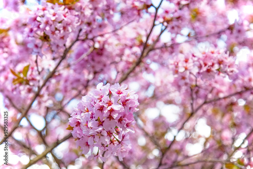 Large pink tree flowers in spring close-up. Cherry cherry blossoms in the Park. The season of flowering and allergies in gardens and on city streets. Beautiful bouquet of fresh flowers.