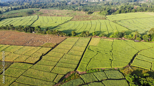 High angle view or bird eye view over the rice field farming in the morning with freshness around the area of agriculture  photos by drone  rural North of Thailand.