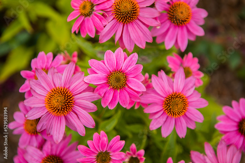 Echinacea purpurea flowering coneflowers  group of ornamental medicinal plants in bloom