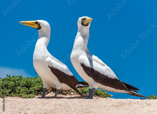 The Lookouts