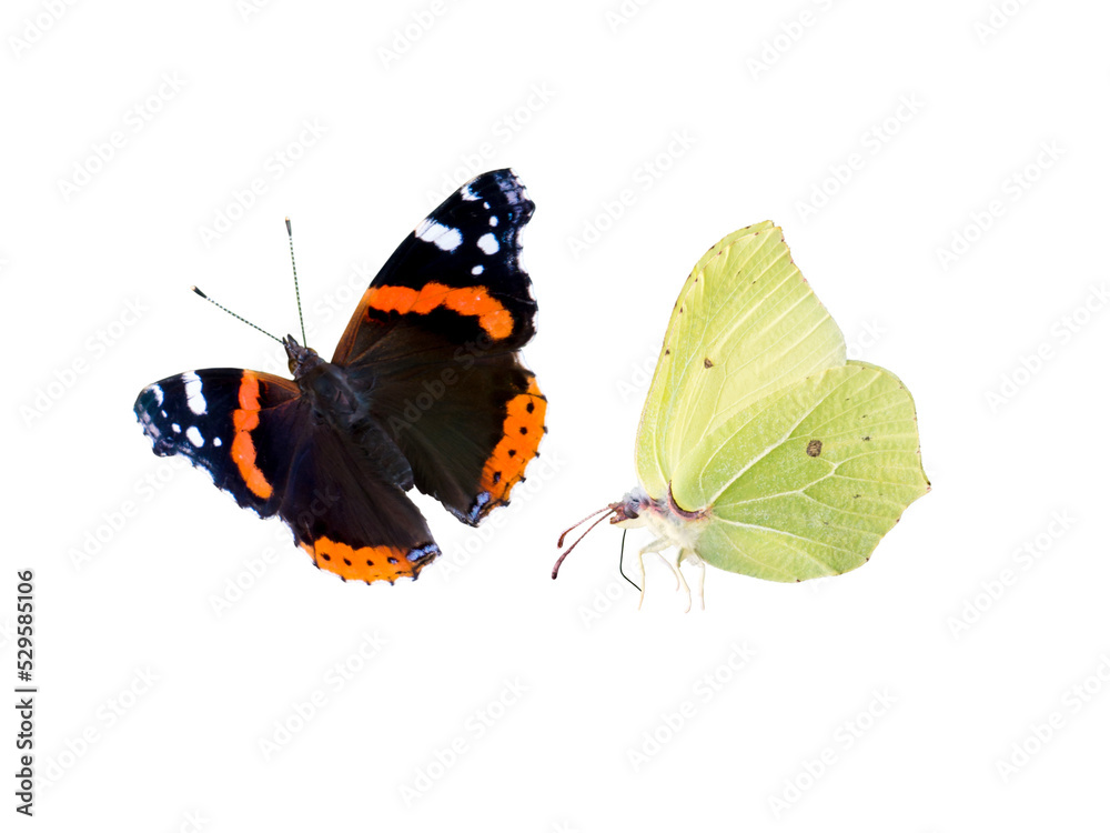 Common brimstone and red admiral butterflies isolated transparent png. Gonepteryx rhamni and Vanessa atalanta. Common brimstone and red admiral butterflies isolated transparent png. Gonepteryx rhamni and Vanessa atalanta.