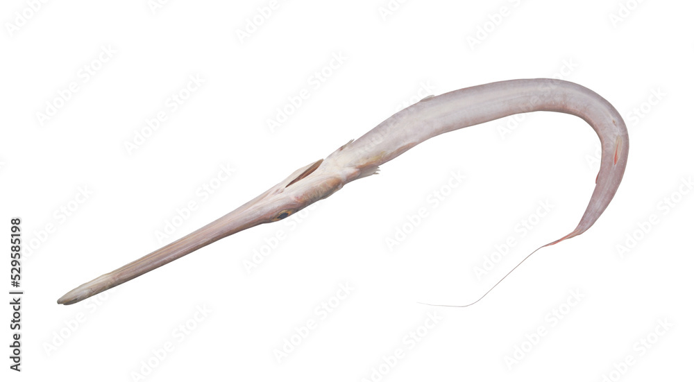 Trumpetfish isolated on white background Trumpetfish isolated on white background