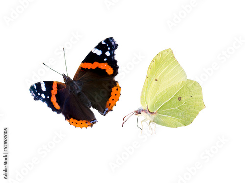 Common brimstone and red admiral butterflies isolated transparent png. Gonepteryx rhamni and Vanessa atalanta. photo