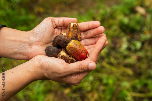 Cashew fruits in the farmers hand in focus
