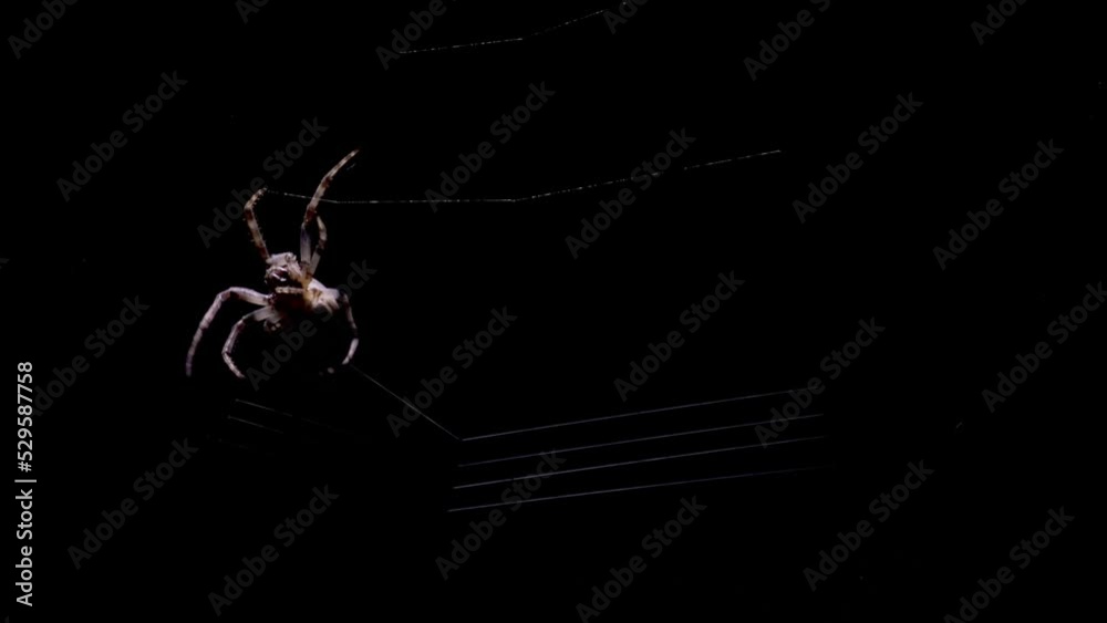 Super close-up of spider spinning its web at night. Work in progress, continuously moving insect legs, preparing for evening hunting. Halloween, nightmare and fear concept with black background. 4K
