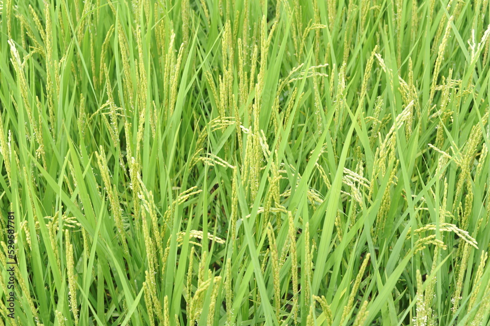 Rice seed and culms, straw in geometrical patterns of lush green rice fields and rice paddies in Japan in summer Rice seed and culms, straw in geometrical patterns of lush green rice fields and rice paddies in Japan in summer