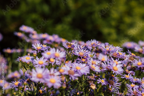 Purple and purple flowers with a yellow middle in the summer season photo