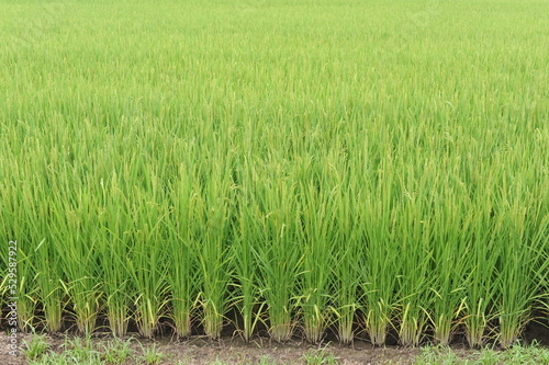 Rice seed and culms, straw in geometrical patterns of lush green rice fields and rice paddies in Japan in summer