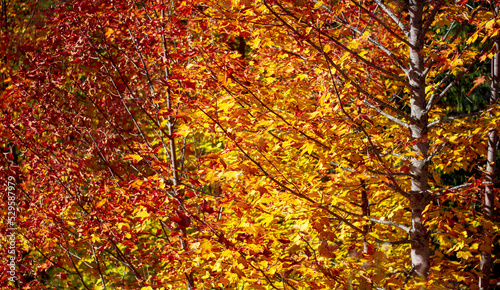 autumn colors the forests with yellow and orange