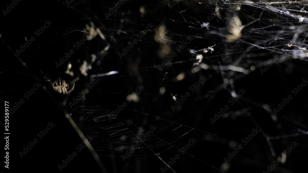 Spider spinning its web at night. Work in progress, continuously moving insect legs, preparing for evening hunting. Chaotic, complex and spooky cobweb scenery. Halloween, nightmare and fear concept.
