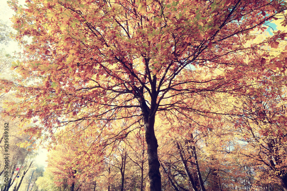 yellow tree crown background top, fall leaves majestic yellow tree crown background top, fall leaves majestic