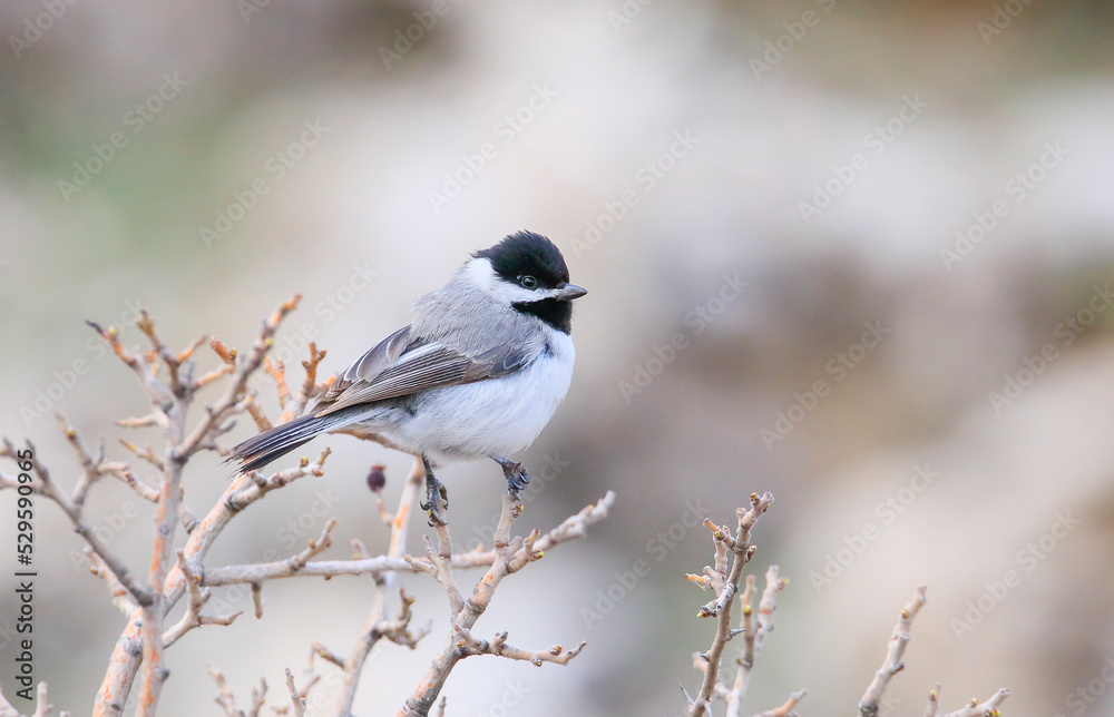 Sombre Tit (Poecile lugubris) is a songbird found in mountainous woodlands. It usually lives in arid mountainous areas. Sombre Tit (Poecile lugubris) is a songbird found in mountainous woodlands. It usually lives in arid mountainous areas.