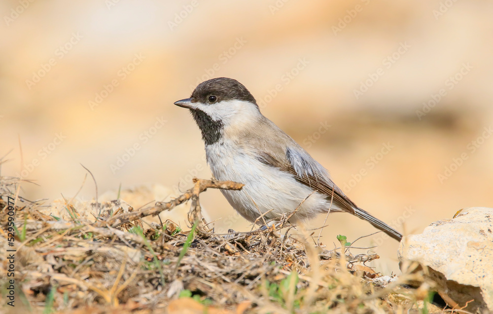 Sombre Tit (Poecile lugubris) is a songbird found in mountainous woodlands. It usually lives in arid mountainous areas. Sombre Tit (Poecile lugubris) is a songbird found in mountainous woodlands. It usually lives in arid mountainous areas.