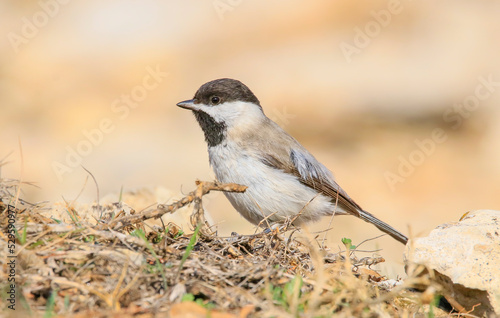 Sombre Tit (Poecile lugubris) is a songbird found in mountainous woodlands. It usually lives in arid mountainous areas.