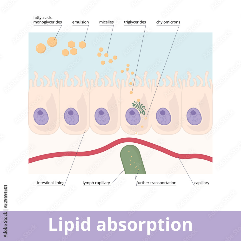 Lymph Absorption Lipid absorption. Fat globules absorption in the digestive system ...