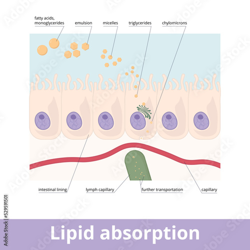 Lipid absorption. Fat globules absorption in the digestive system, emulsion and micelles formation, triglycerides compound, and further chylomicrons transportation into lymph capillary. photo