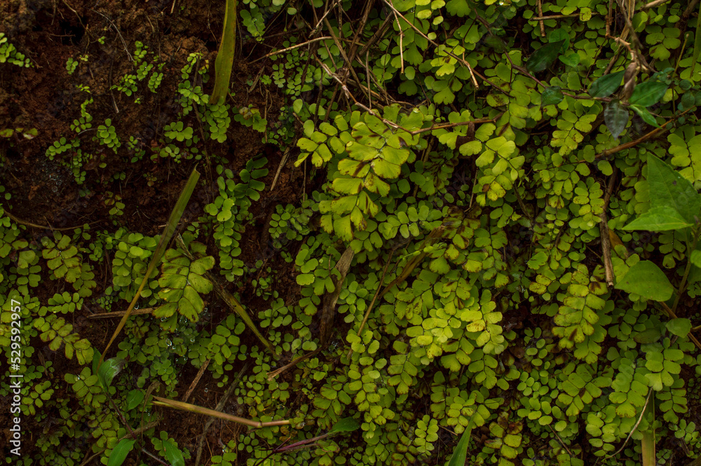 Group of maidenhair ferns forming a beautiful background
