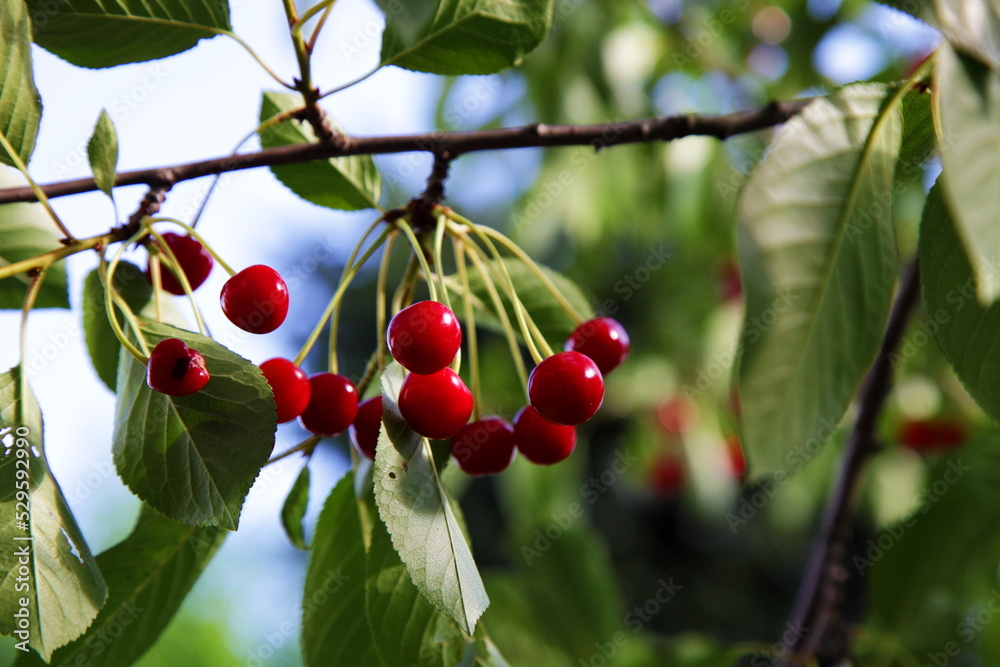 Branch of a red cherry in the garden in close-up on a sunny summer day. Agriculture.