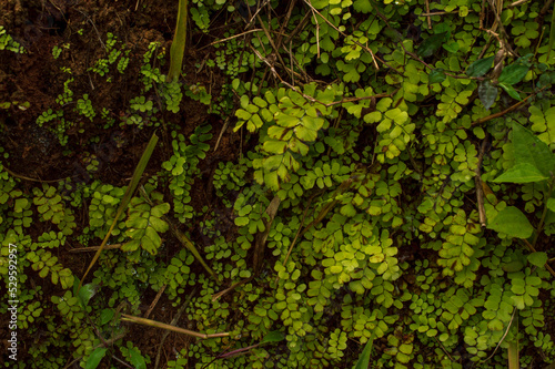 Group of maidenhair ferns forming a beautiful background 