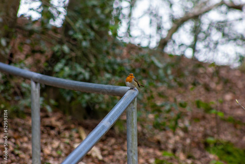 Fototapeta Naklejka Na Ścianę i Meble -  red bird standing on a grey fence