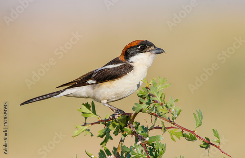 Woodchat Shrike (Lanius senator) is a carnivorous bird that feeds on small birds, lizards and field mice. It is also a songbird. photo