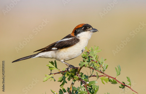 Woodchat Shrike (Lanius senator) is a carnivorous bird that feeds on small birds, lizards and field mice. It is also a songbird.