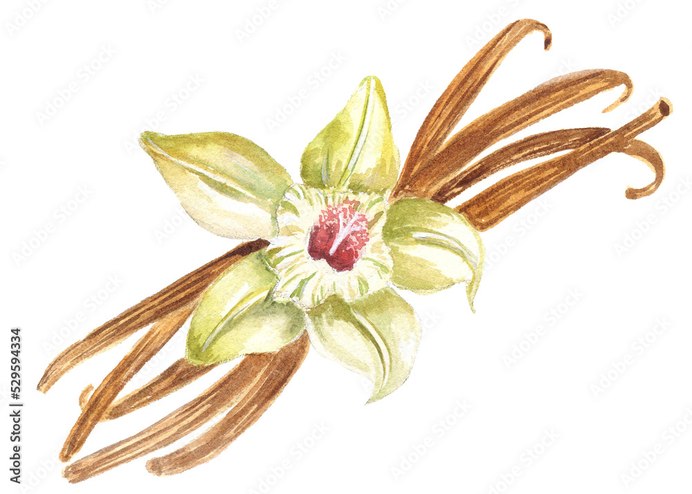 watercolor sketch vanilla pods with flower isolated watercolor sketch vanilla pods with flower isolated
