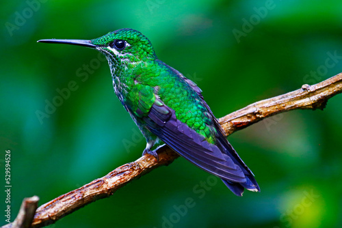 Green-crowned Brilliant, Costa Rica