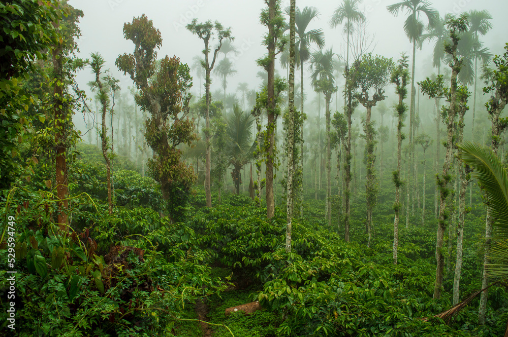 Trees in the middle of coffee plantation adding a scenic beauty to the nature
Trees in the middle of coffee plantation adding a scenic beauty to the nature