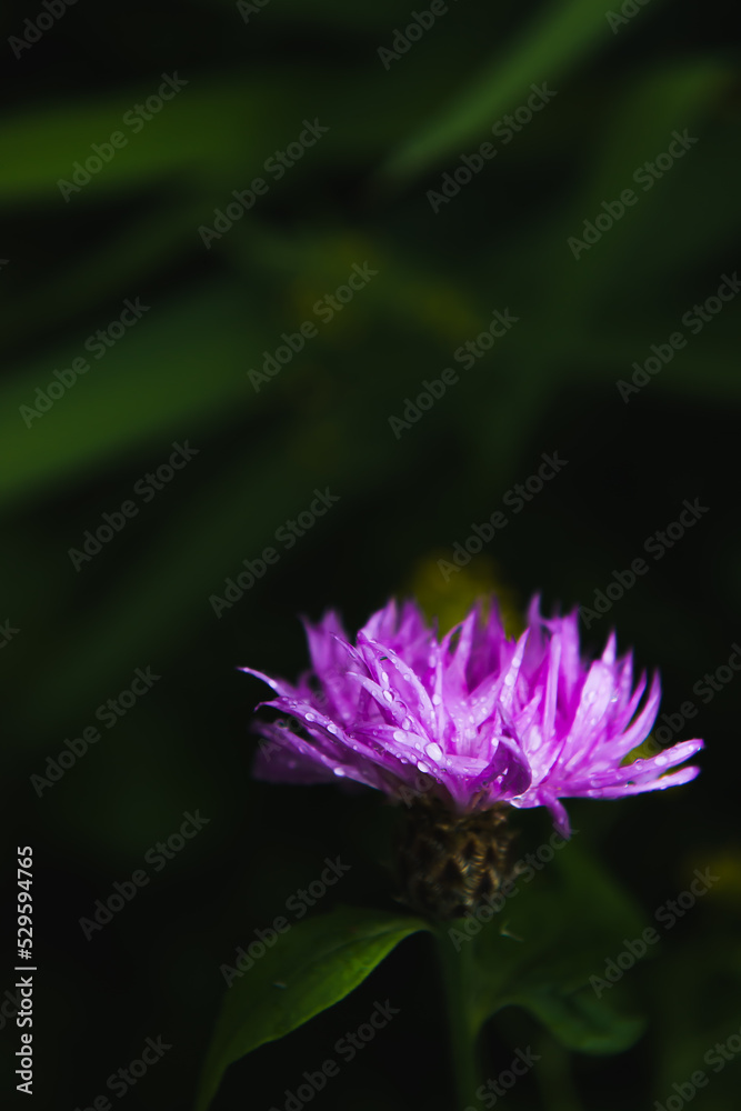 A close-up composition of forest flowers with a beautiful pattern on a dark green bokeh background with free space for decoration, the concept of a floral background. copy space A close-up composition of forest flowers with a beautiful pattern on a dark green bokeh background with free space for decoration, the concept of a floral background. copy space
