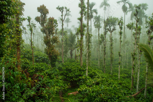 Trees in the middle of coffee plantation adding a scenic beauty to the nature 