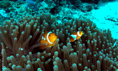 Fotografie, Obraz Pair of False clown anemonefish in anemone Boracay Island Philippines