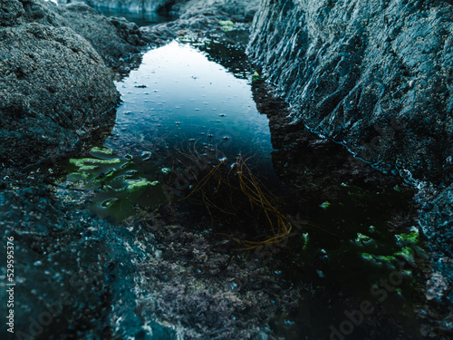 Algae of Japanese sea.