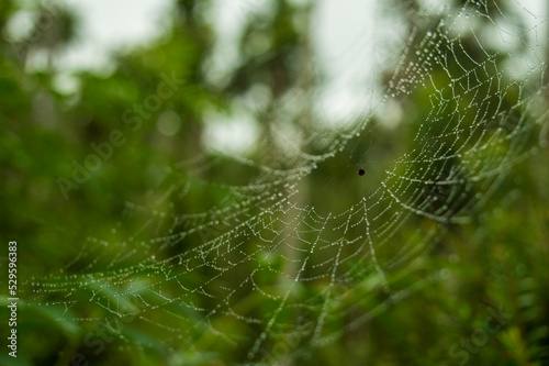 Wet spider web in a rainy day forming a beautiful background with some parts in focus 