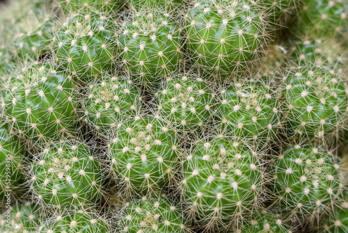 Close-up of thorn cactus, background of thorny cactus