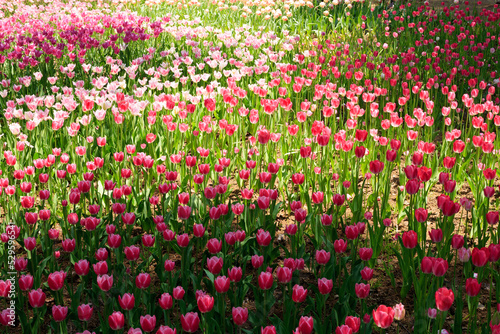 Wallpaper Mural チューリップ Torontodigital.ca