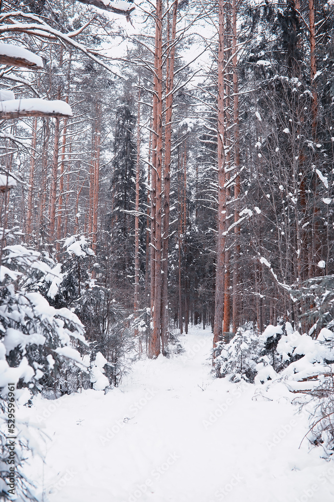 Fototapeta premium Winter forest landscape. Tall trees under snow cover. January frosty day in the park.