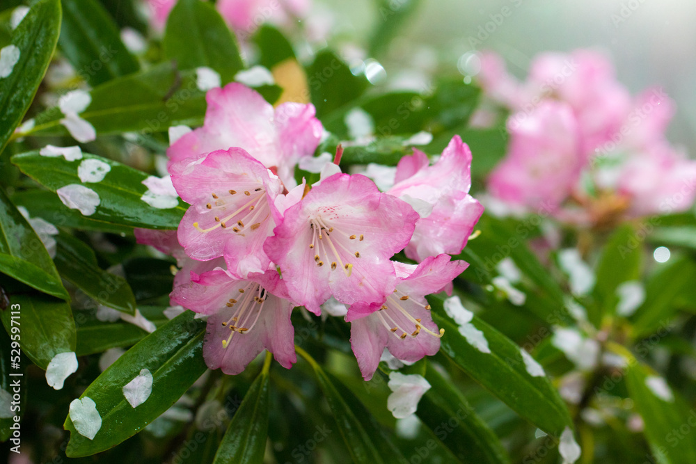 Obraz premium 雨と花