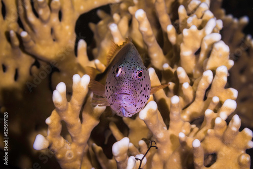 A close up of a Freckled hawkfish (Paracirrhites forsteri) on a fire coral facing the camera with reddish brown color and dark spots photo