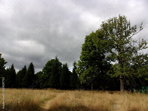 autumn field. leaden clouds.